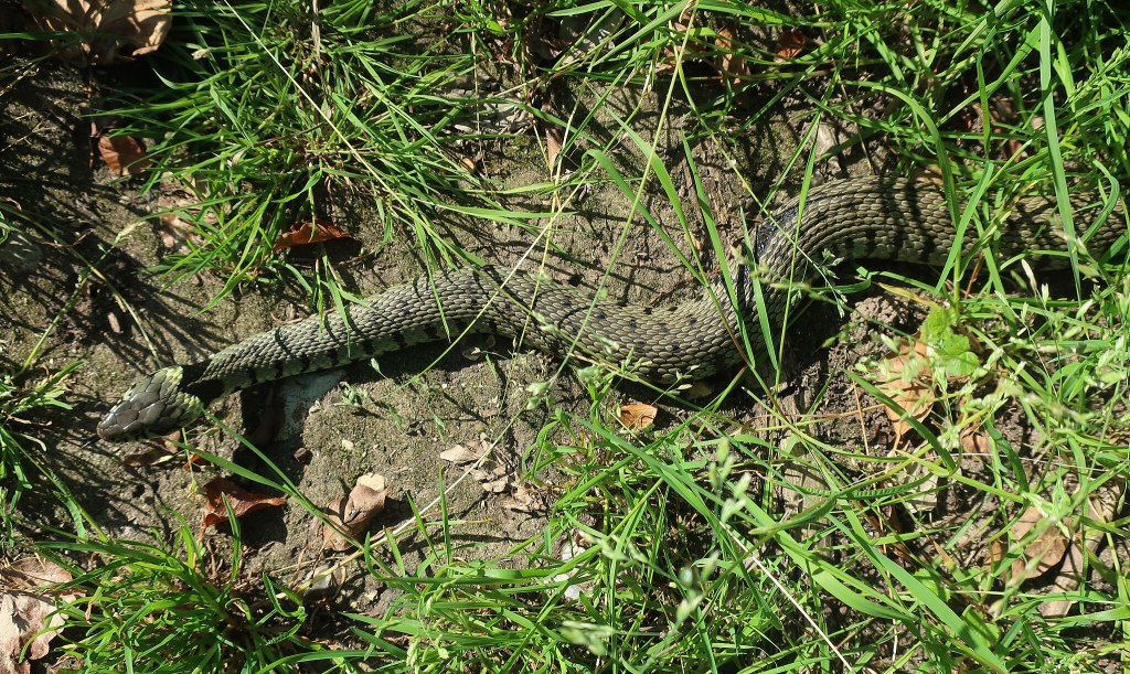 A picture of a grass snake