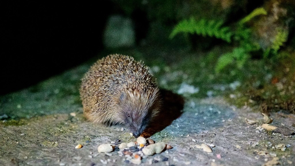 A picture of a hedgehog sniffing the ground at night