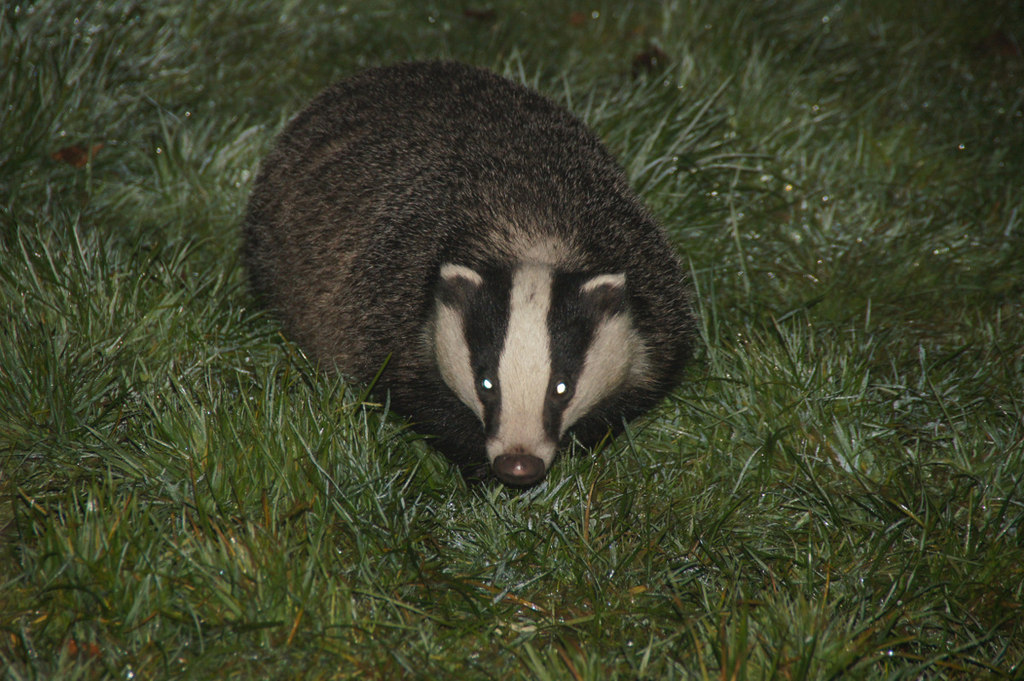 A picture of a badger in grass at night