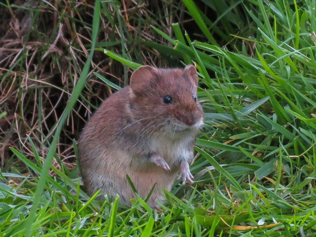 A picture of a Bank Vole in grass