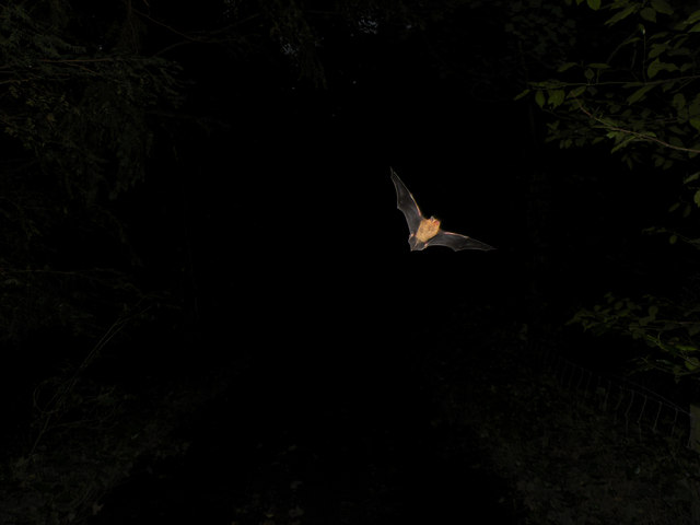 A picture of a common pipistrelle bat flying at night