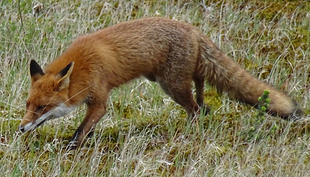 A picture of a fox in long grass