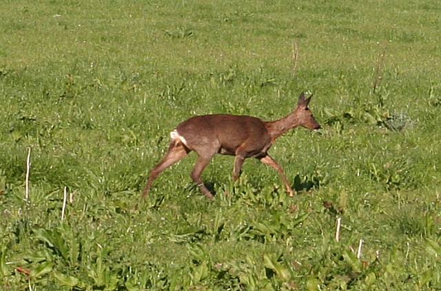 A picture of a Roe Deer walking through a meadow