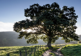 The oak tree adjacent to the Jack Mytton Way